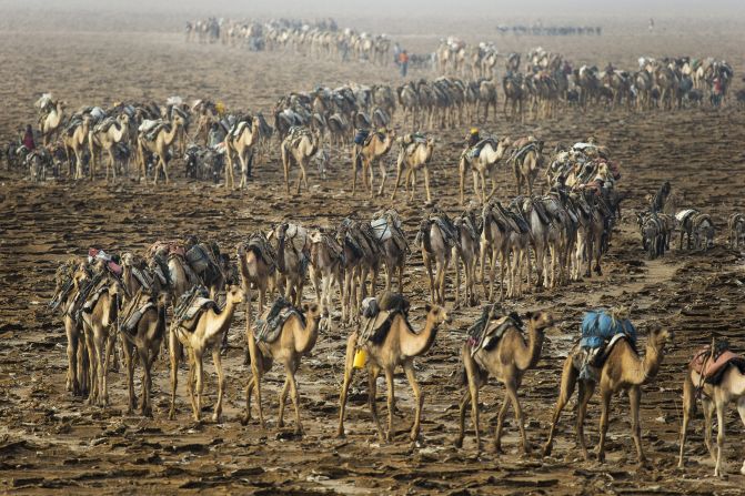 Caravana de camellos en el Lago Karum, Desierto de Danakil, Etiopía. Una larga fila de camellos serpentean su camino a través de la región de Afar, una de las más bajas de África. Este desierto salado es también el lugar más caluroso de la Tierra, ya que las temperaturas aumentan hasta 144F (50C) (Arthus-Bertrand, Altitudes Anyway).