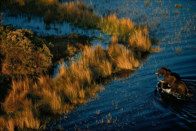 Elefantes en el delta del Okavango, Botsuana. Arthus-Bertrand podrá fotografiar elefantes africanos en esta imagen, pero fueron los leones los que le abrieron paso en su carrera altamente exitosa (Arthus-Bertrand, Altitudes Anyway).