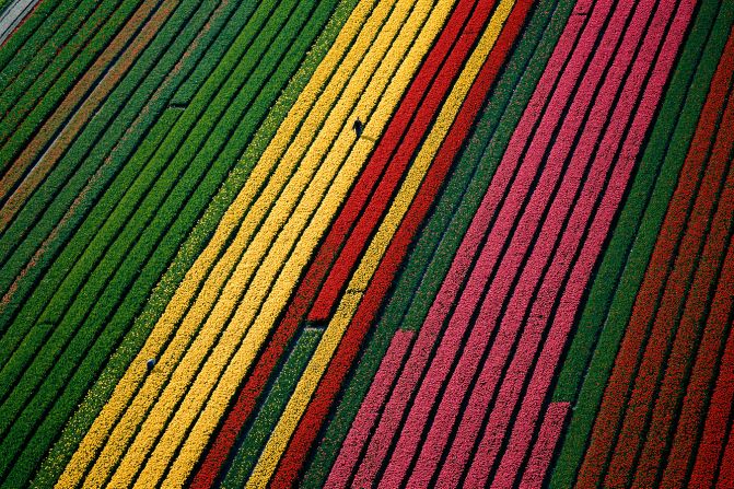 Filas de tulipanes de colores vibrantes en el campo holandés. Desde que florecieron en 1954 los primeros bulbos que el embajador de Austria llevó del Imperio Otomano, cuatro siglos de selección han llevado al desarrollo de más de 800 variedades de tulipanes (Arthus-Bertrand, Altitudes Anyway).