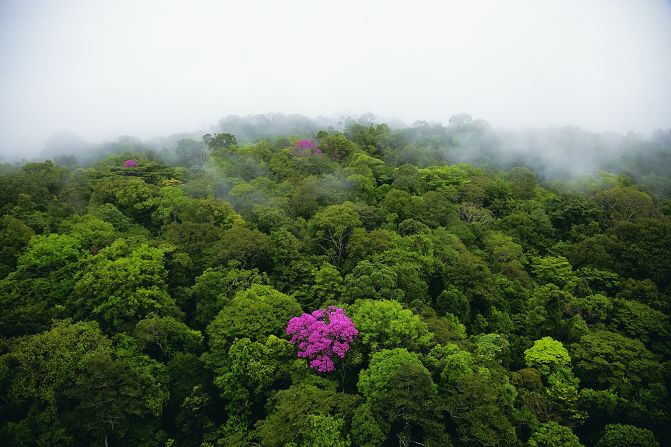 Ébano rosa de la montaña de Kaw, Guayana Francesa. "La fotografía es un instante y en un instante puedes capturar un momento", sostiene el fotógrafo (Arthus-Bertrand, Altitudes Anyway).