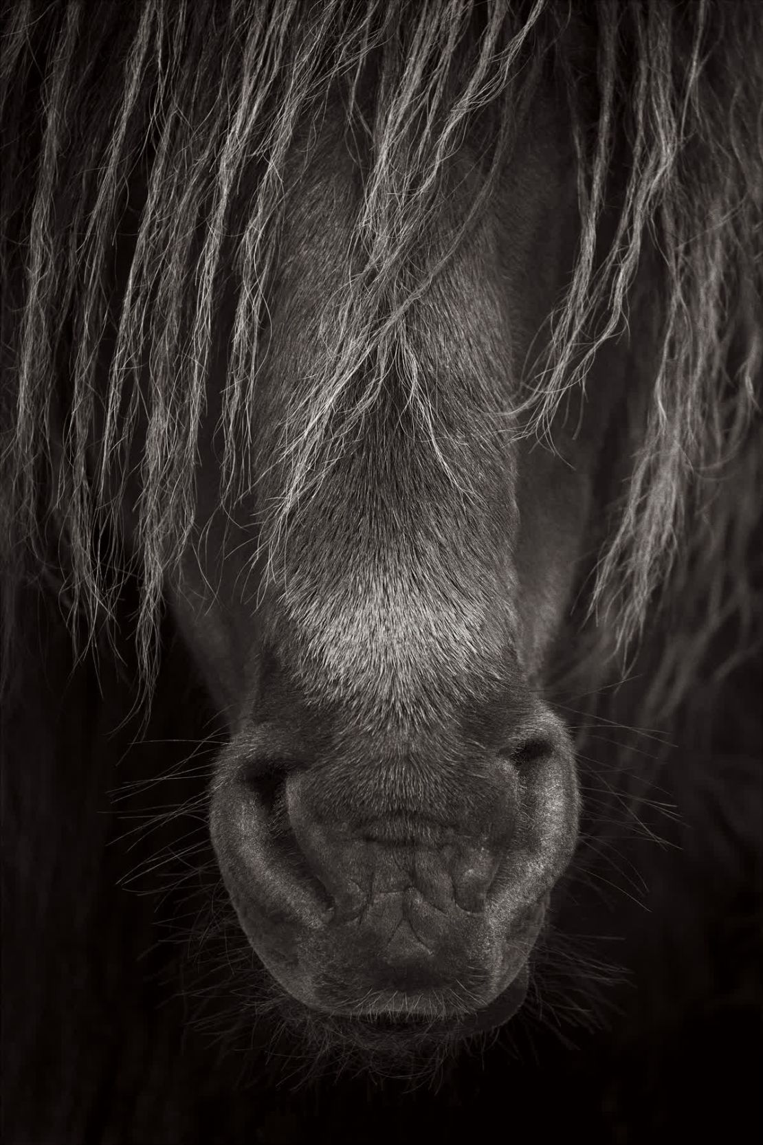 La isla canadiense de Sable alberga cientos de caballos salvajes. Ninguna otra especie vive allí todo el año.