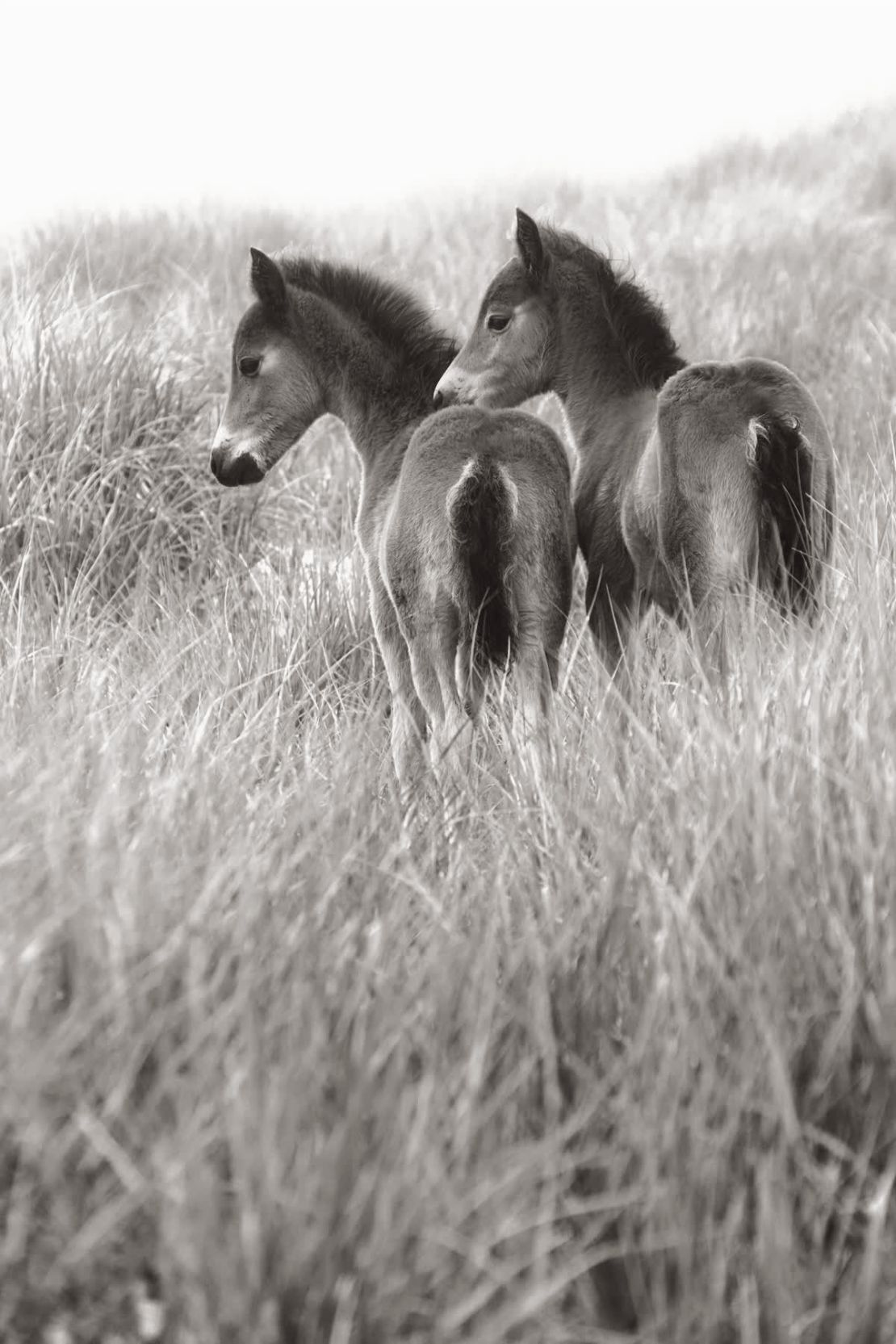 "No hay depredadores y nunca los ha habido, así que (los caballos de la isla Sable) tienen una curiosidad natural, sobre todo los potros", explicó el fotógrafo Drew Doggett.