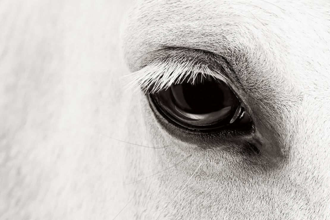 Un caballo de deporte es fotografiado de cerca en Wellington, Florida.