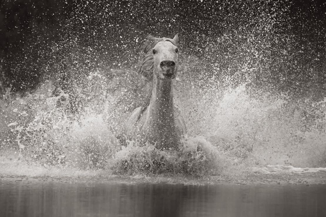 Un caballo de Camargue se da un chapuzón.