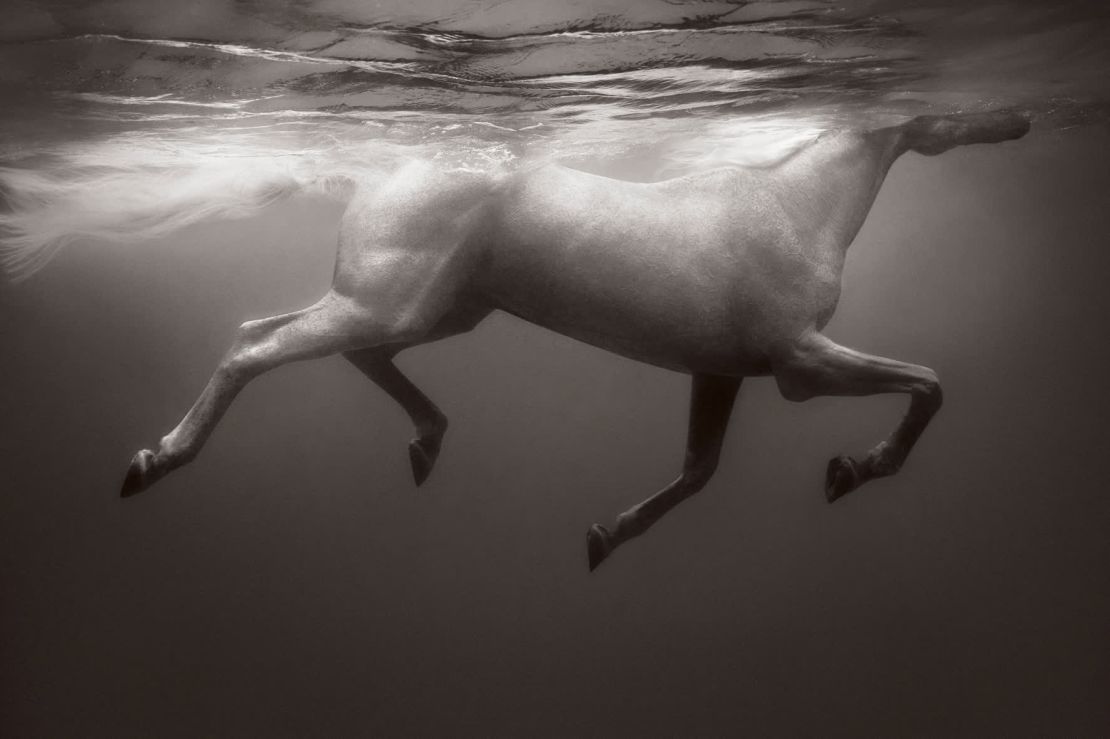 Un caballo se ejercita nadando en Tobago.