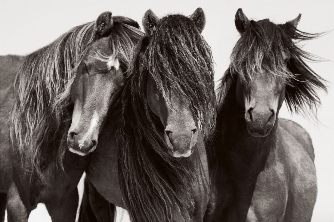 Doggett afirmó que le cautivaron al instante los caballos de la isla Sable y su historia de supervivencia: "En una parte concreta de la isla, los caballos cavan sus propios pozos para llegar a la capa freática. Me pareció increíblemente fascinante".