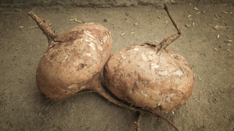 Jícama. En cierta forma, parece ser una neurona cerebral extremadamente grande, la jícama tiene una carne jugosa de sabor suave y una textura crocante que hace que sea perfecta para los crudités, salsas, ensaladas de col y sofritos. Originalmente es de México; a menudo se sirve en trozos y puesta a enfriar, rociada con chile en polvo, sal y jugo de limón. La jícama es libre de grasa y sodio, y una excelente fuente de vitamina C y fibra.