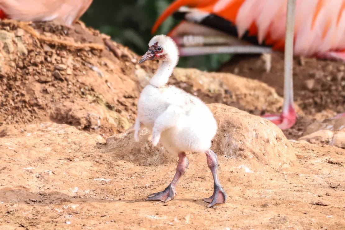 El polluelo de Curtis y Arthur, que aún no tiene nombre, tiene casi un mes y parece estar prosperando, según el zoológico de Paignton. Wild Planet Trust