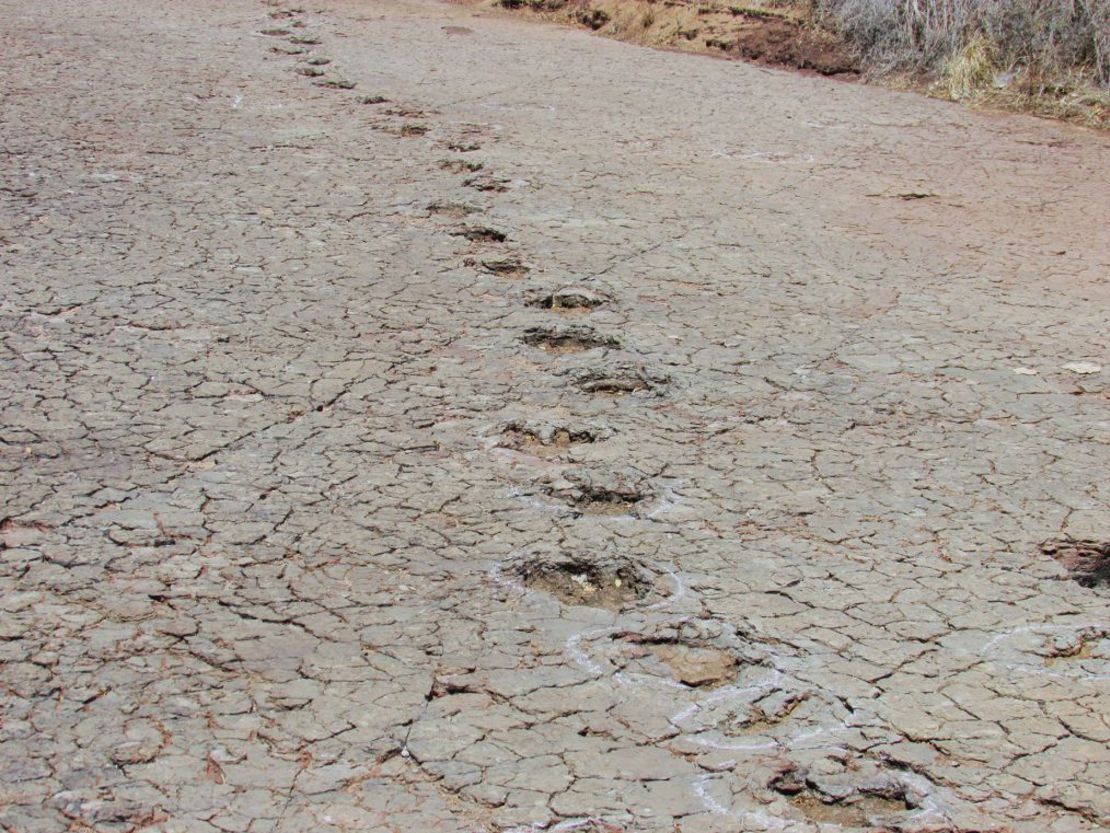 Las huellas de dinosaurios se conservaron en depósitos de llanuras aluviales de la cuenca del Sousa, en Brasil. Crédito: Ismar de Souza Carvalho