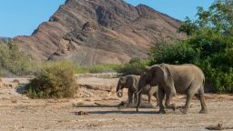 Elefantes africanos en el valle del río Hoanib, en Namibia, en 2019. Crédito: Wolfgang Kaehler/LightRocket/Getty Images