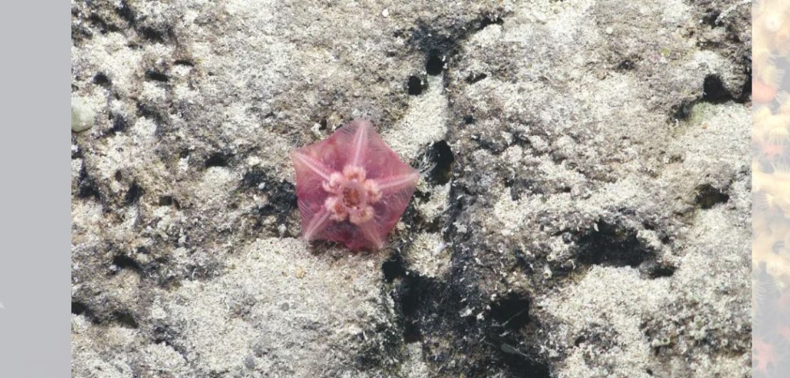 Oceanógrafos descubren una montaña submarina que alberga un ecosistema marino diverso.