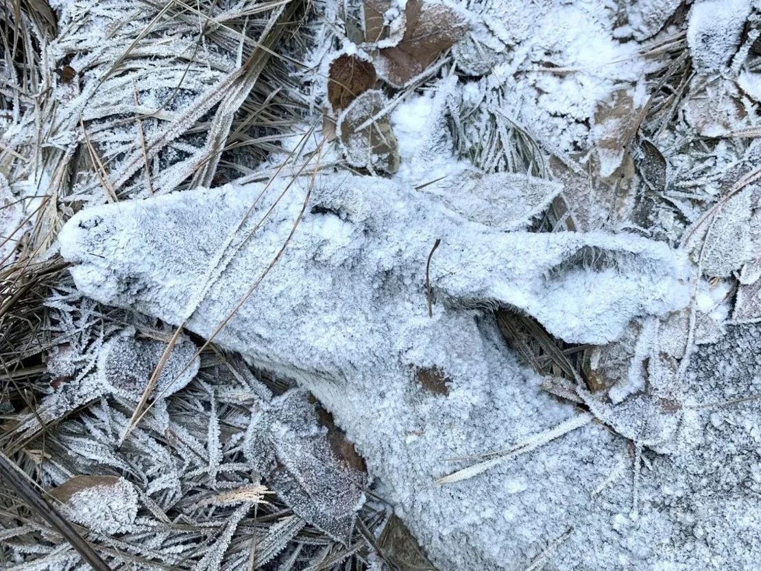 Esta imagen, muy elogiada y captada con un teléfono inteligente cerca de Susanville, California, muestra a un ciervo cubierto de escarcha en una mañana de principios de invierno después de morir. (Foto: Randy Robbins/Fotógrafo de vida silvestre del año).