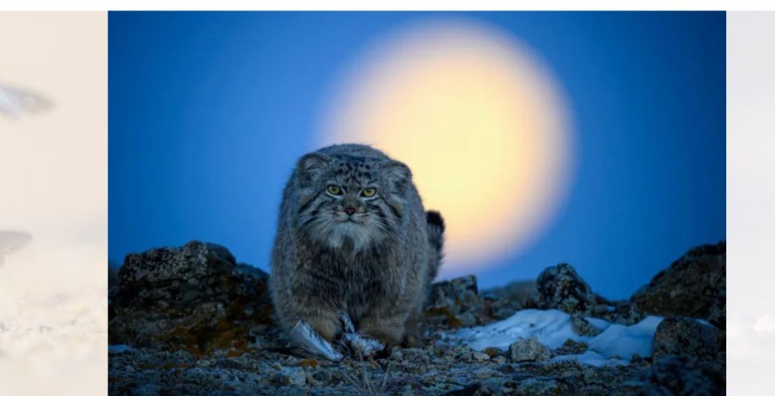 Una fotografía de la puesta de la luna en Mongolia Interior, China, mientras un gato de Pallas atrapa un pájaro pequeño recibió una alta calificación en la categoría de comportamiento: mamíferos.Xingchao Zhu/Wildlife Photographer of the Year