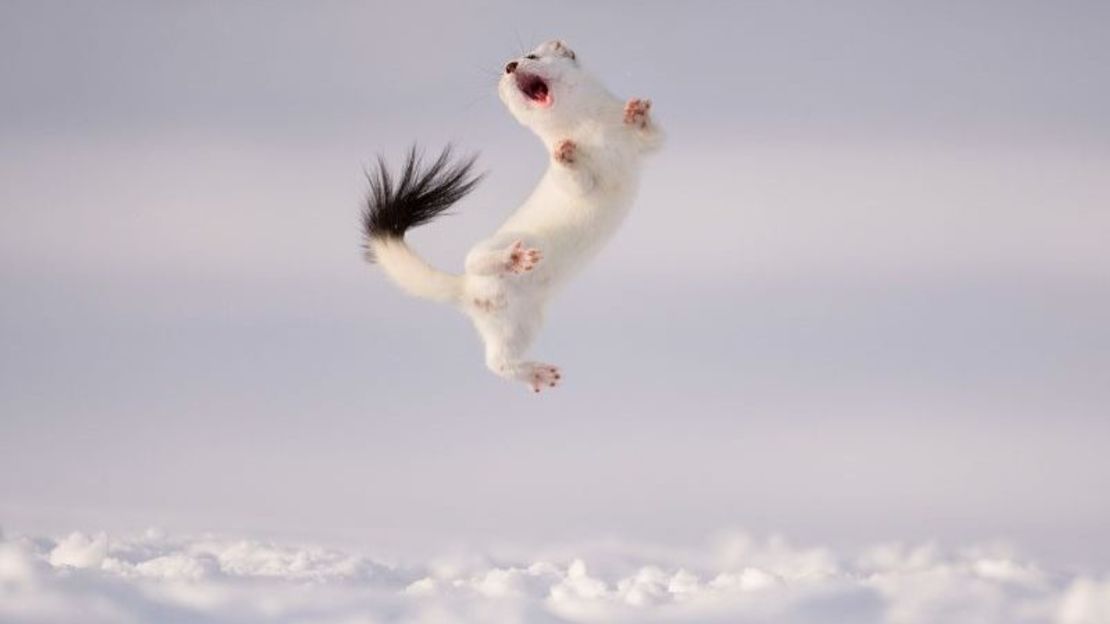 La imagen de un armiño en el aire recibió una gran elogio en la categoría de comportamiento: mamíferos. Los científicos describen la acción como si estuviera bailando, pero las opiniones al respecto están divididas. (Foto: Jose Manuel Grandío/Wildlife Photographer of the Year).