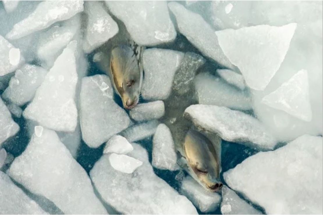 Una fotografía de focas cangrejeras en la Antártida tomando una siesta en medio del hielo marino recibió una alta calificación en la categoría de animales en su entorno.