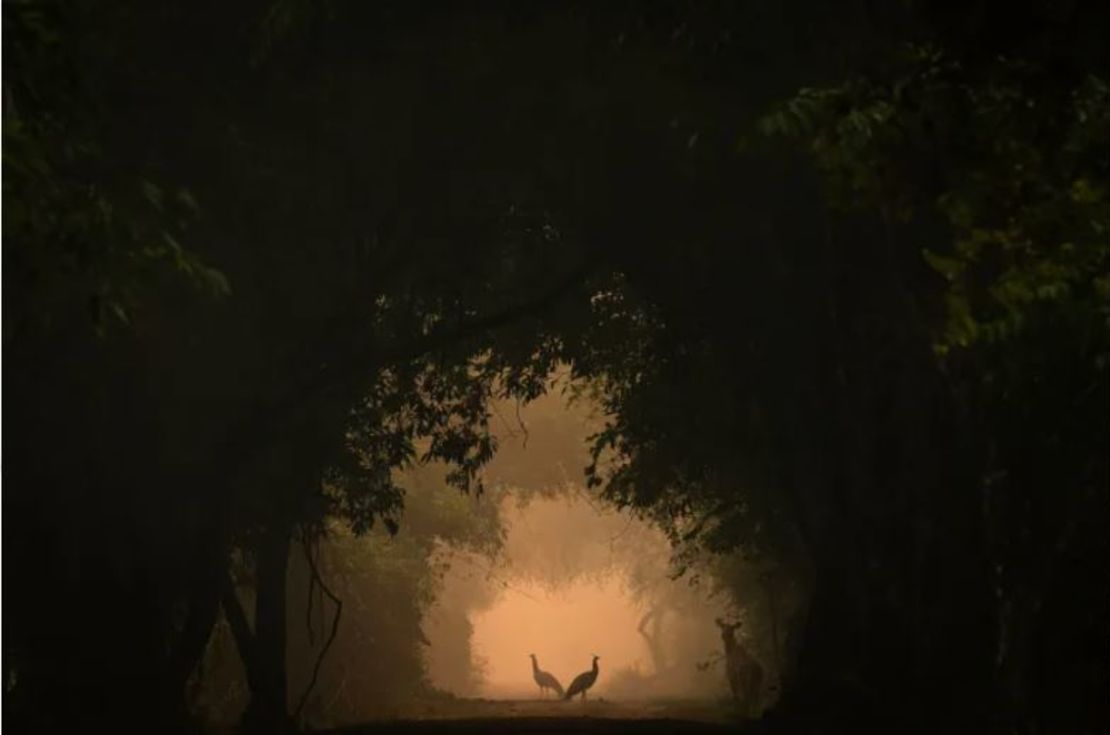 Una imagen de dos pavos reales indios en un bosque quedó en segundo lugar en la categoría de 10 años o menos.