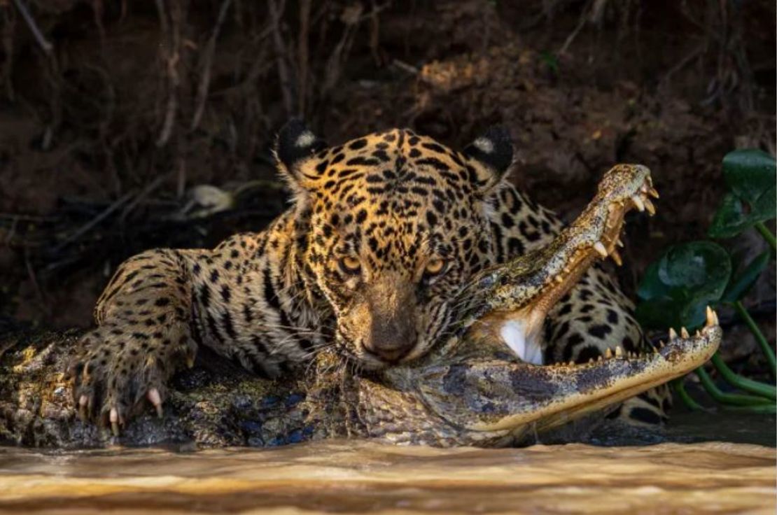 Una dramática fotografía de un jaguar mordiendo brutal y fatalmente a un caimán en el Pantanal, Brasil, recibió una alta calificación en la categoría de comportamiento: mamíferos.