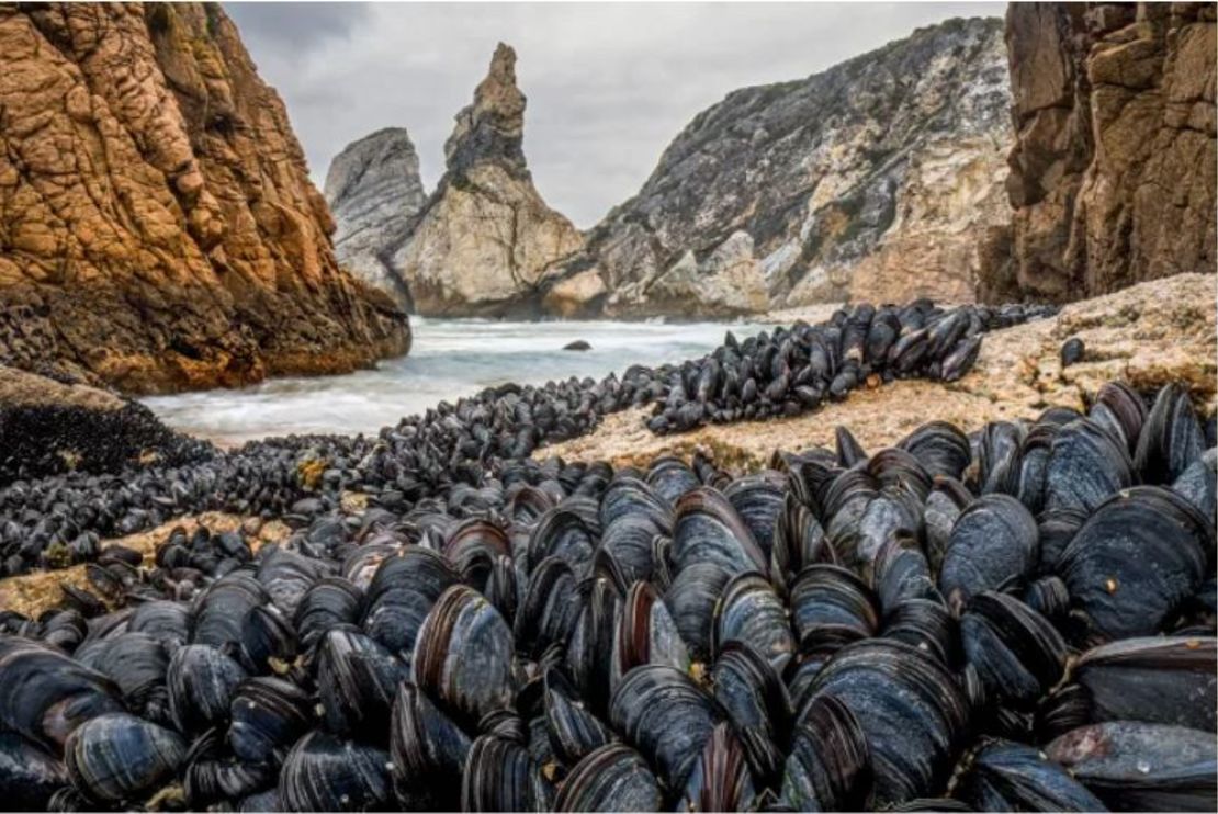 Una imagen de mejillones uniéndose para salvarse de ser arrastrados por el agua en Portugal recibió una distinción muy alta en la categoría de animales en su entorno.