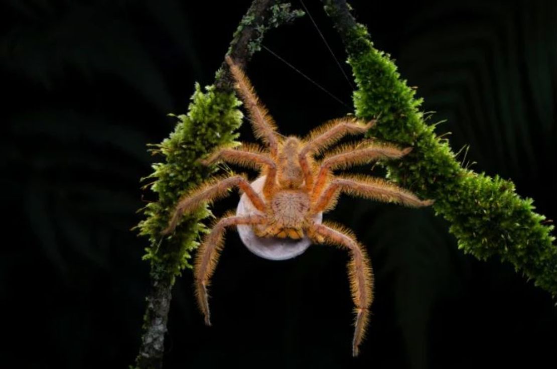 Una colorida araña David Bowie que llevaba un saco de huevos fue capturada en una fotografía altamente elogiada en la categoría de comportamiento: invertebrados.