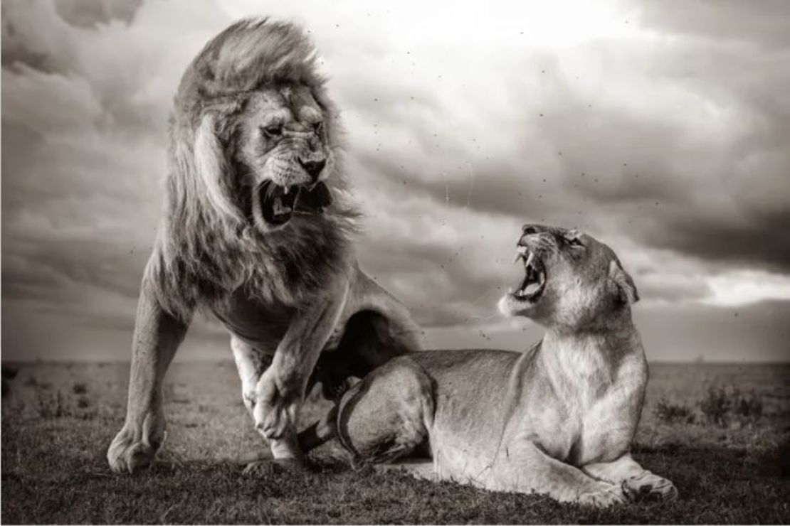 Dos leones apareándose mientras el sol poniente ilumina las nubes de tormenta sobre el Parque Nacional Serengeti de Tanzania fueron capturados en una imagen altamente elogiada en la categoría de comportamiento: mamíferos.