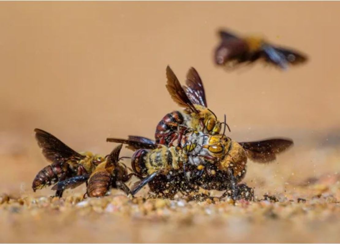 Una imagen de abejas macho compitiendo agresivamente por una hembra en un frenesí de apareamiento fue altamente elogiada en la categoría de comportamiento: invertebrados.