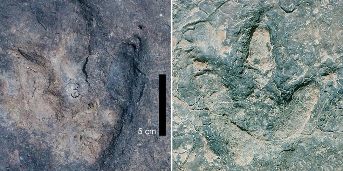 Dos huellas de dinosaurio de la cuenca de Koum, en Camerún, de hace 120 millones de años. Crédito: Universidad Metodista del Sur