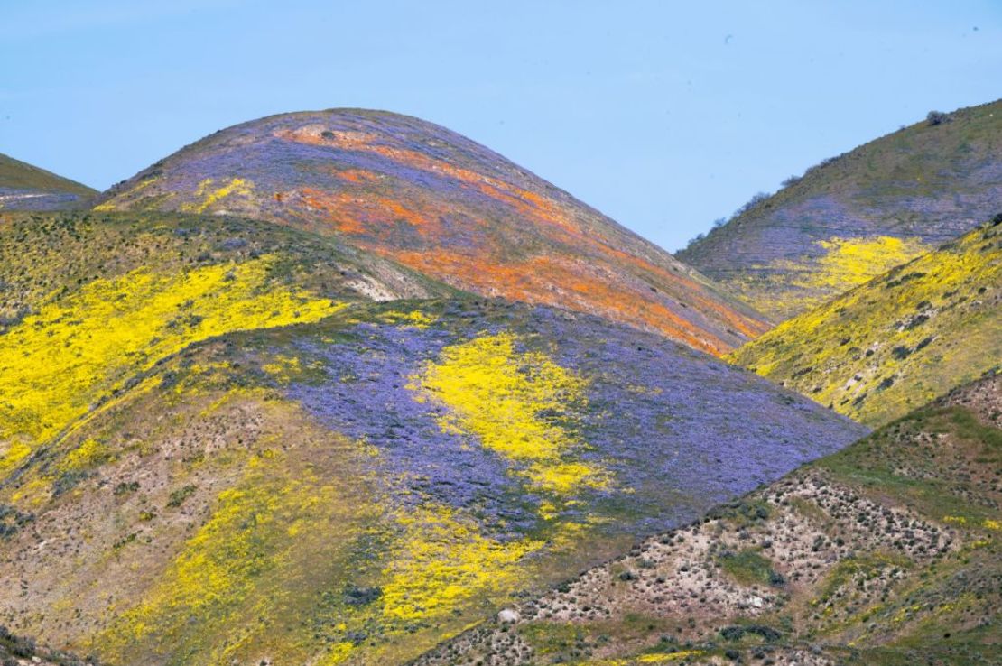 Flores silvestres de color naranja, amarillo y púrpura pintan las colinas de la Sierra de Tremblor cerca de Santa Margarita, California.