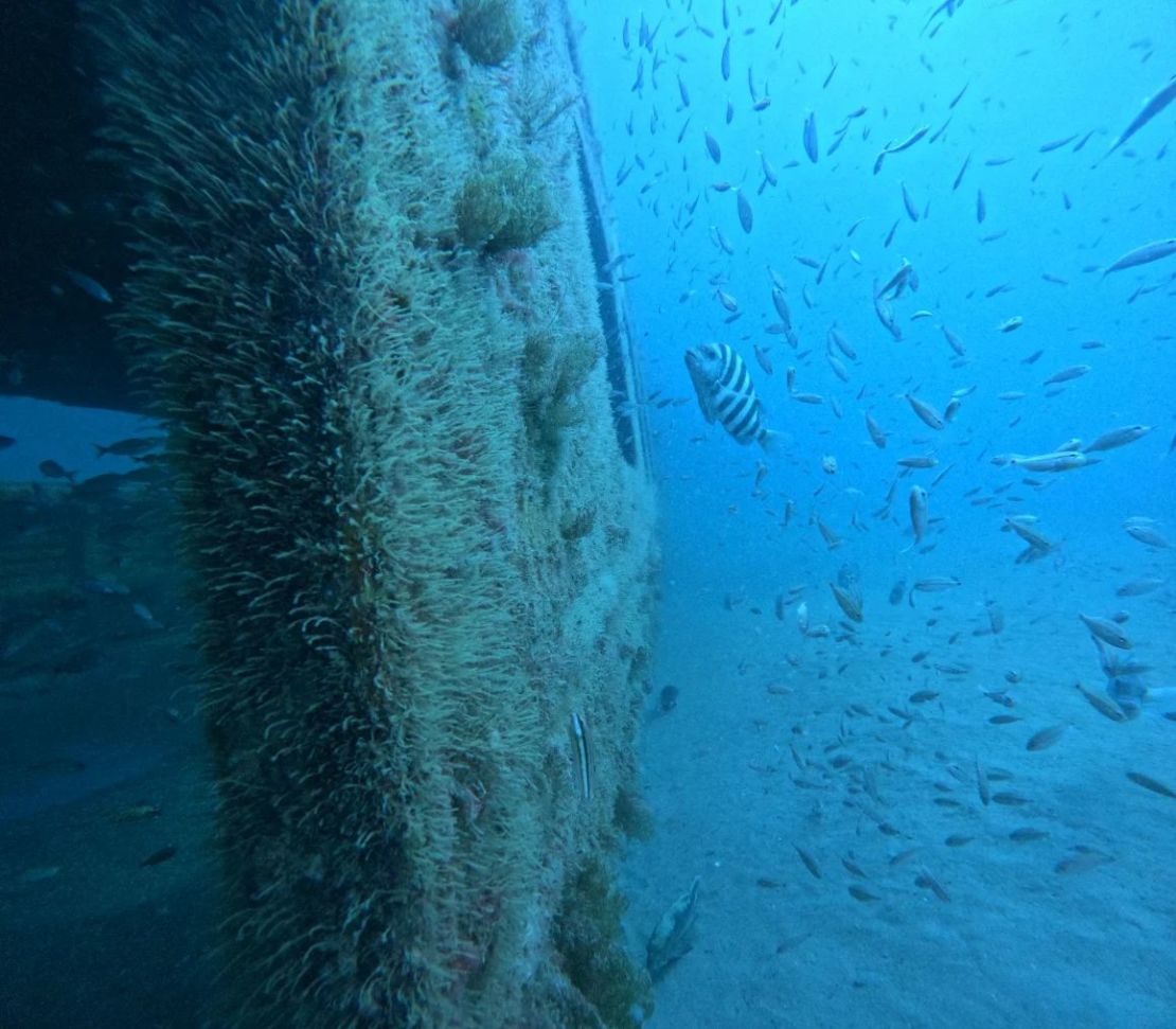 Los peces nadan en un arrecife artificial creado por los vagones del MARTA en el océano Atlántico. Crédito: MARTA/Departamento de Recursos Naturales de Georgia.