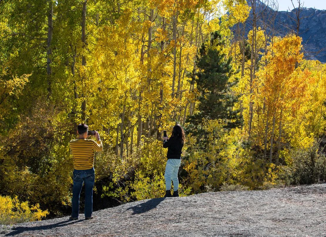 Los turistas acuden en masa para ver álamos, álamos negros y arces a lo largo de Bishop Creek Canyon cerca de Bishop, California, que se encuentra a lo largo de la ruta panorámica de la Sierra Este. (Foto: George Rose/Getty Images).