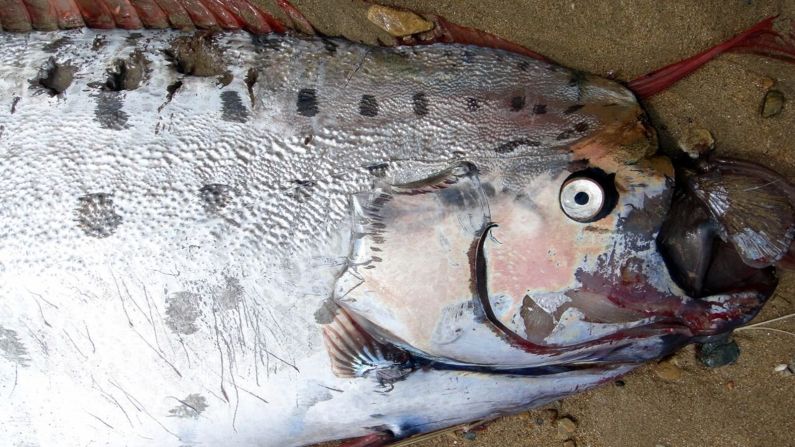 La última vez que uno de estos peces fue visto en la isla Catalina fue en octubre de 2013.