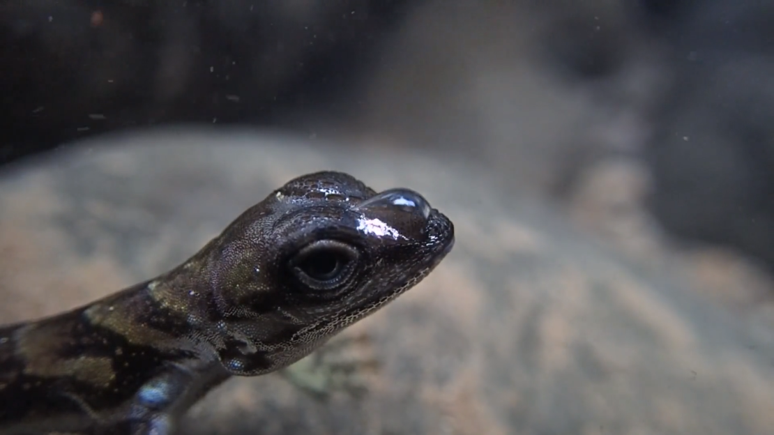 El uso de esta burbuja ayuda al anole a permanecer bajo el agua durante más tiempo. La burbuja se hincha y se desinfla en la cabeza del reptil, y la técnica puede ayudarlo a esconderse de los depredadores, afirman los investigadores. Crédito: Lindsey Swierk.