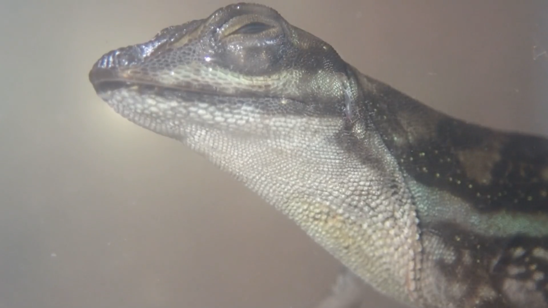 Una acción de bombeo de la garganta llamada bombeo gular puede desempeñar un papel en la circulación del oxígeno almacenado, y afecta el tiempo que los anolis pueden permanecer bajo el agua. Crédito: Lindsey Swierk.