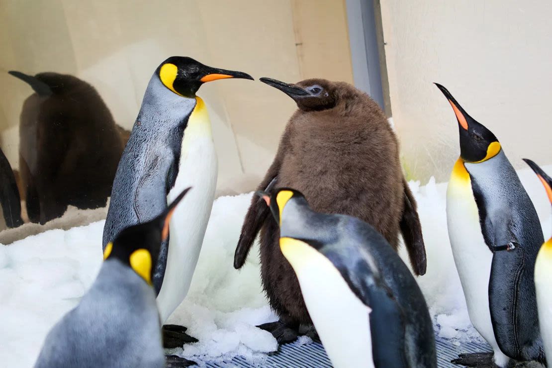 Pesto socializando con los demás pingüinos de su colonia.