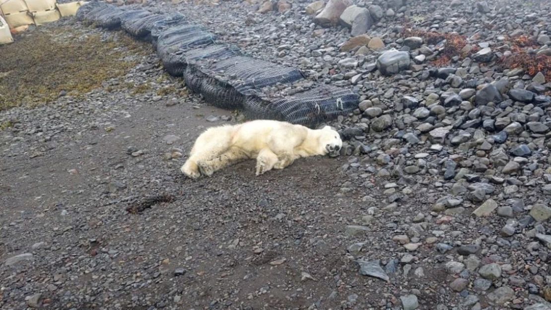 Esta fotografía muestra un oso polar al que disparó la policía en los Fiordos Occidentales, Islandia, el jueves 19 de septiembre de 2024. Ingvar Jakobsson/AP