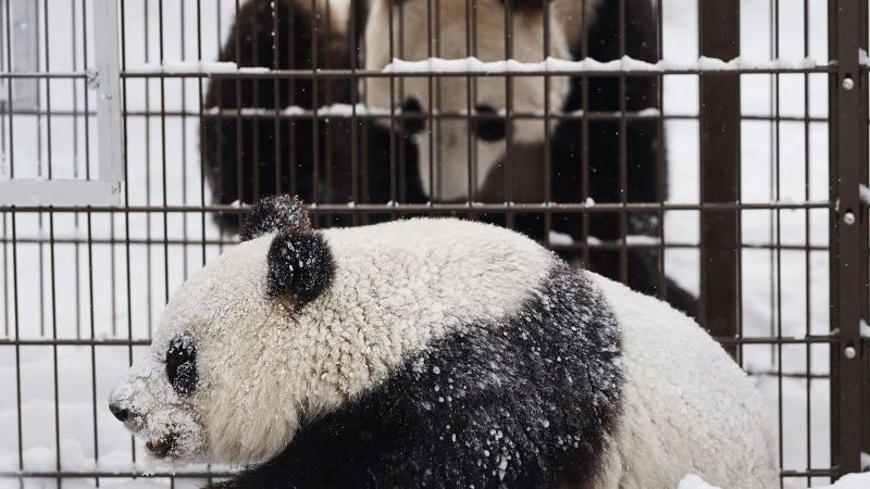 Zoo to return giant pandas to China because keeping them is too expensive