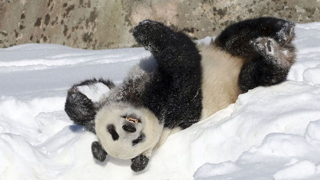 Los pandas pronto entrarán en una cuarentena de un mes antes de ser enviados de regreso a China.