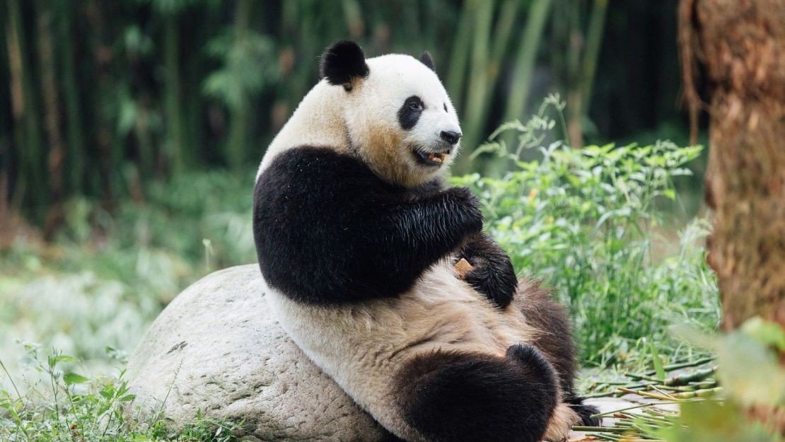 Ke Ke, el panda en Chengdu, provincia de Sichuan, China. Ke Ke es uno de los dos pandas gigantes que llegarán a Hong Kong.