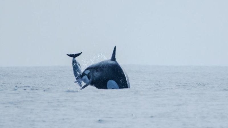 New images reveal elusive pod of killer whales hunting dolphins off Chile