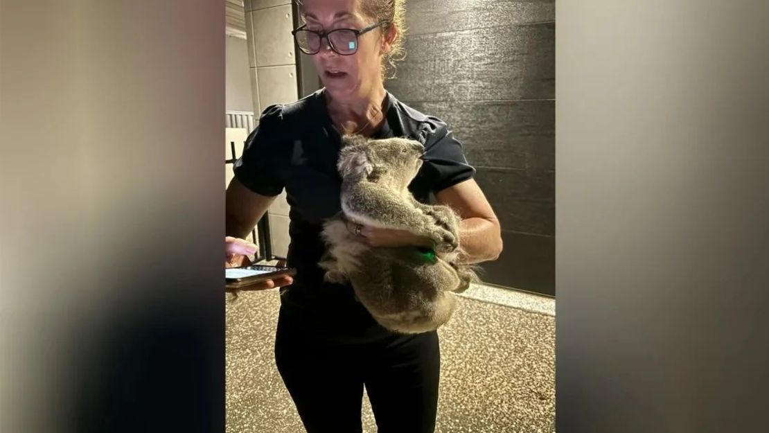 Sophia Windsor pide ayuda después de arrancarle un koala a un perro.