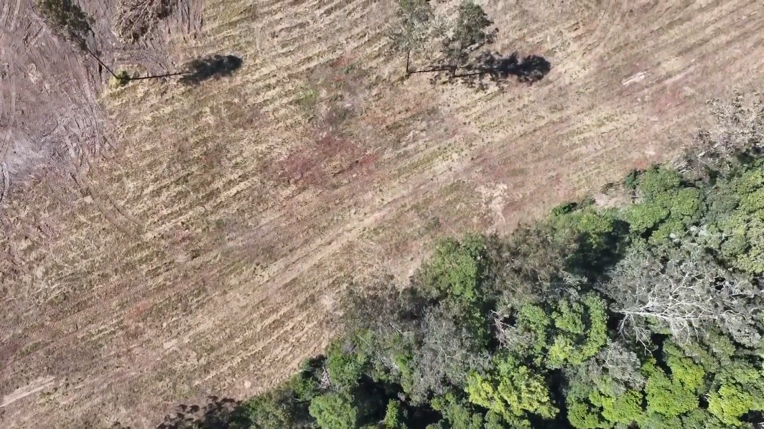 Deforestación en Wamuran, Queensland filmada por Greenpeace el 27 de agosto de 2024. (Foto: Paul Hilton/Greenpeace).