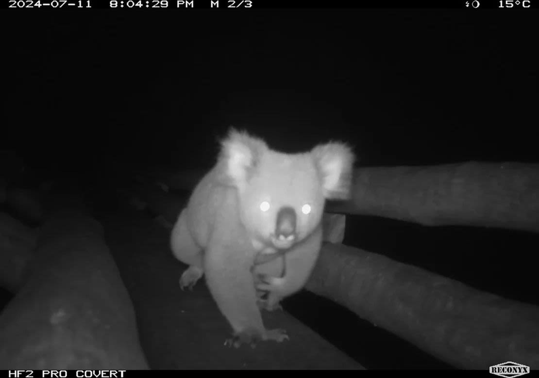 Las cámaras de vida silvestre capturaron a un koala cruzando el puente sobre Boundary Road el 11 de julio de 2024.