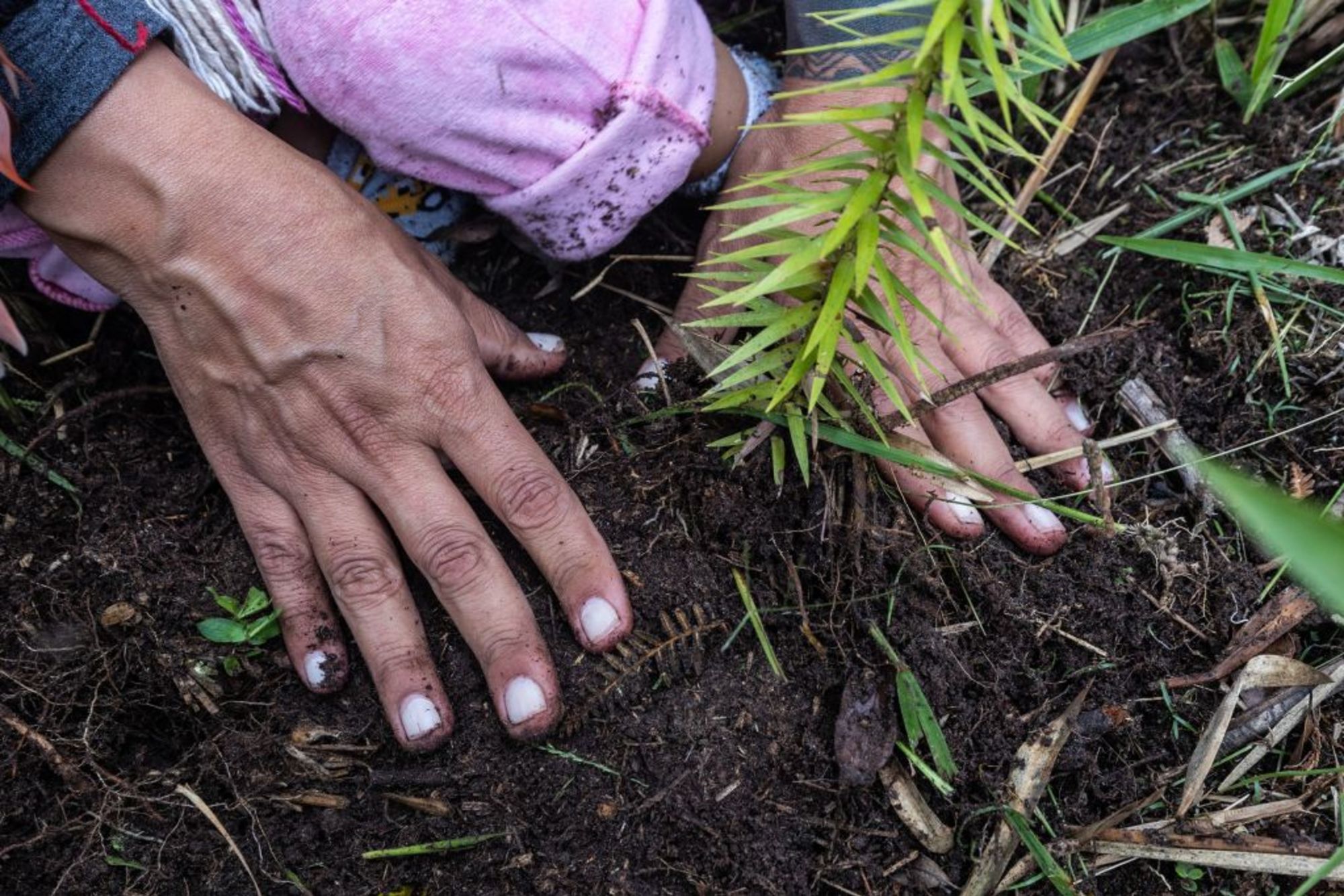 CNNE 1761644 - brazil-environment-indigenous-trees-araucaria