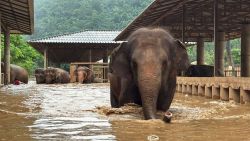 Los rescatistas evacúan animales a terrenos más altos en el Elephant Nature Park después de que las fuertes inundaciones provocaran el desbordamiento del río cercano en Chiang Mai, Tailandia.