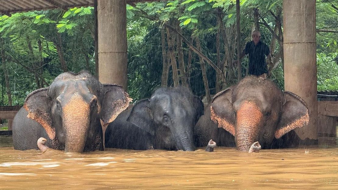 Los rescatistas evacúan animales a terrenos más altos en el Elephant Nature Park después de que las fuertes inundaciones provocaran el desbordamiento del río cercano en Chiang Mai, Tailandia.