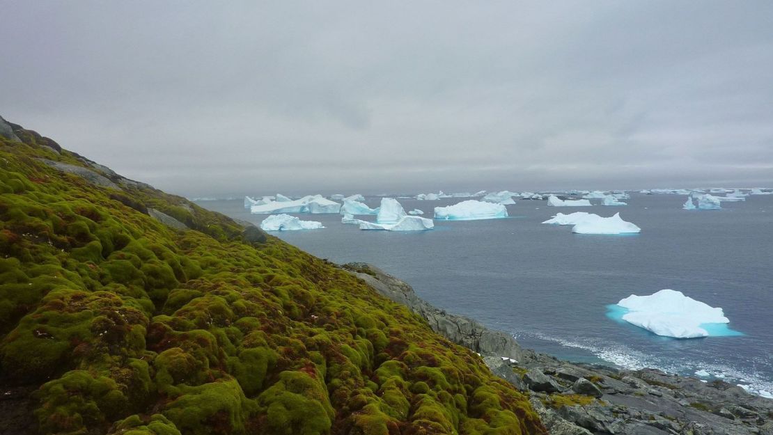 Vegetación creciendo en la Isla Verde en la Península Antártica, que se está calentando mucho más rápido que el promedio global.