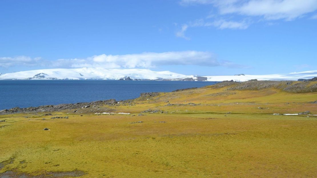 Una parte de la Isla Barrientos que ha dado lugar a vida vegetal.