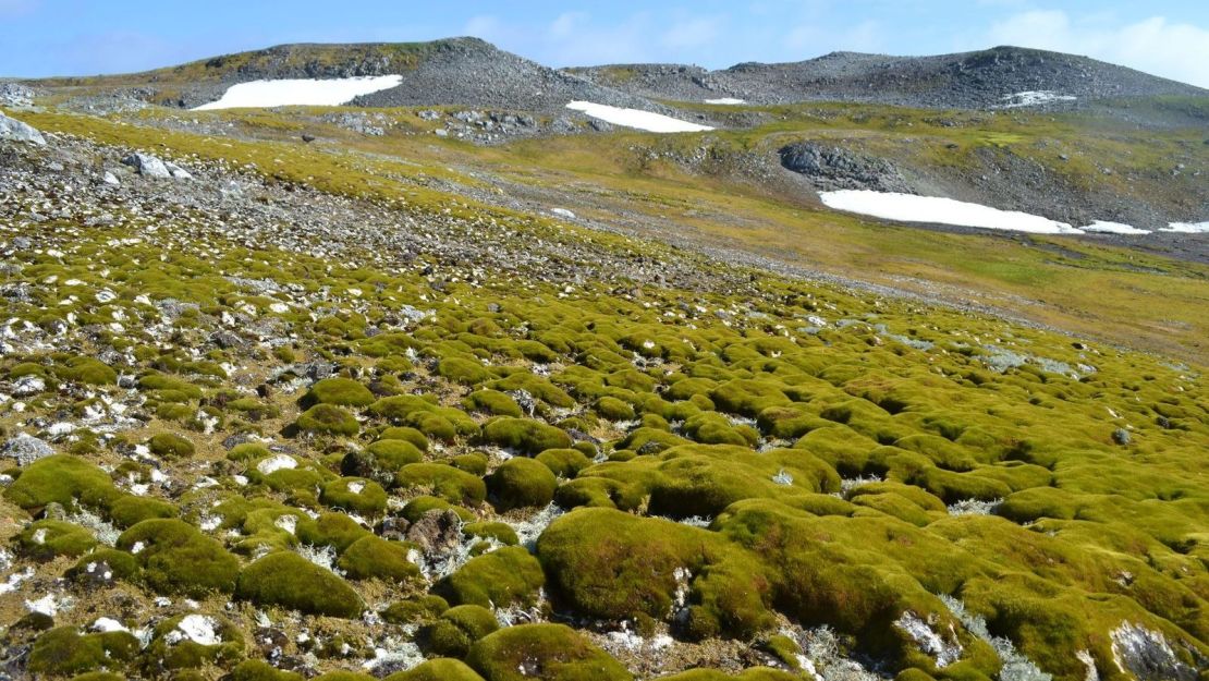 Isla Ardley en la Antártida, que tiene aproximadamente una milla de largo y alberga varias colonias de pingüinos.