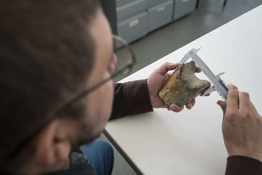 Las dos marcas que tiene el fósil MT-0200 corresponderían a los dientes de otro depredador de gran tamaño y podrían arrojar pistas sobre la interacción entre vertebrados carnívoros.