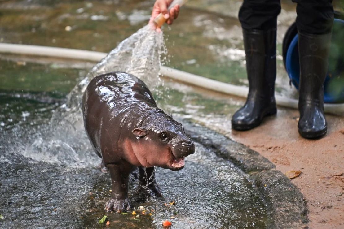 Moo Deng, fotografiada mientras un cuidador del zoológico abierto de Khao Kheow la baña. Crédito: Lillian Suwanrumpha/AFP/Getty Images.