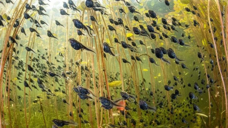 Stunning underwater image of tadpole in lake wins Wildlife Photographer of the Year 2024 award